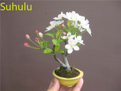 

New Variety 20pcs Sakura Seeds Garden Indoor Flowers Balcony & Courtyard Purifying Air Bonsai Plant Suitable for Planting in Russia