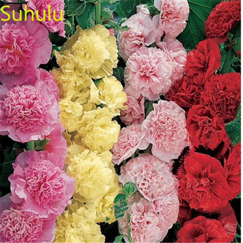 

100pcs Hollyhock Seeds Garden Flower Variety complete Flower Bonsai Plant High Quality Beautifying And Air Purification