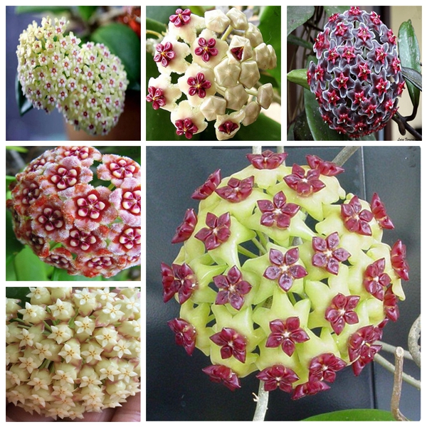 

Garden Decorations 100PCS Hoya Flower Fresh Seeds for Bonsai Plants Variety of Colors Fast Growing Planting Season Beautifying And Air Purification Aerobic Potted