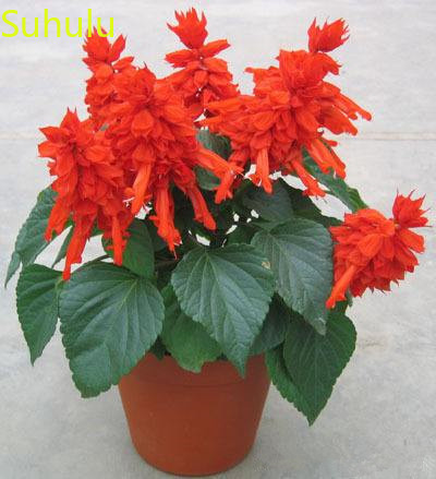 

500PCS Splendens Seeds Garden Indoor Flowers Balcony & Courtyard Bonsai Plant High Quality Beautifying And Air Purification