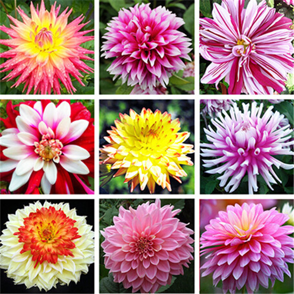 

100pcs Dahlia Flower Seeds for Patio Lawn Garden Supplies Natural Growth Showy Bonsai Plants Fast Growing Planting Season Purify The Air Abs