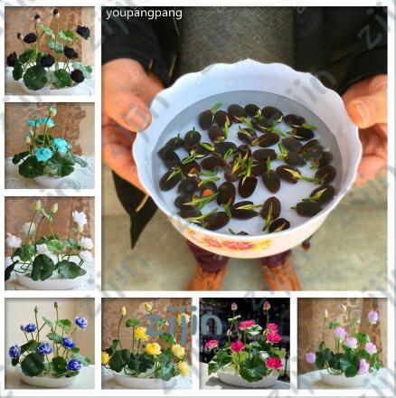 

5pcs seeds /lot japanese lotus flower bowl Hydroponic Water Lily Exotic Aquatic Plants for DIY Home Garden Purify The Air Absorb Harmful Gases Decorative Landscaping