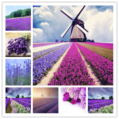 

100pcs Lavender Flower Fresh Seeds for Patio Lawn Garden Supplies Bonsai Plants The Germination Rate 95% Purify The Air Absorb Harmful Gases Decorative Landscaping