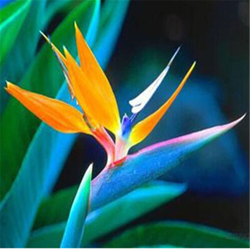 

100pcs Strelitzia Flower Seeds Bonsai Rare Plants for The Garden Birthday Party Decorative Beautifying And Air Purification The Budding Rate 95% Variety of Colors