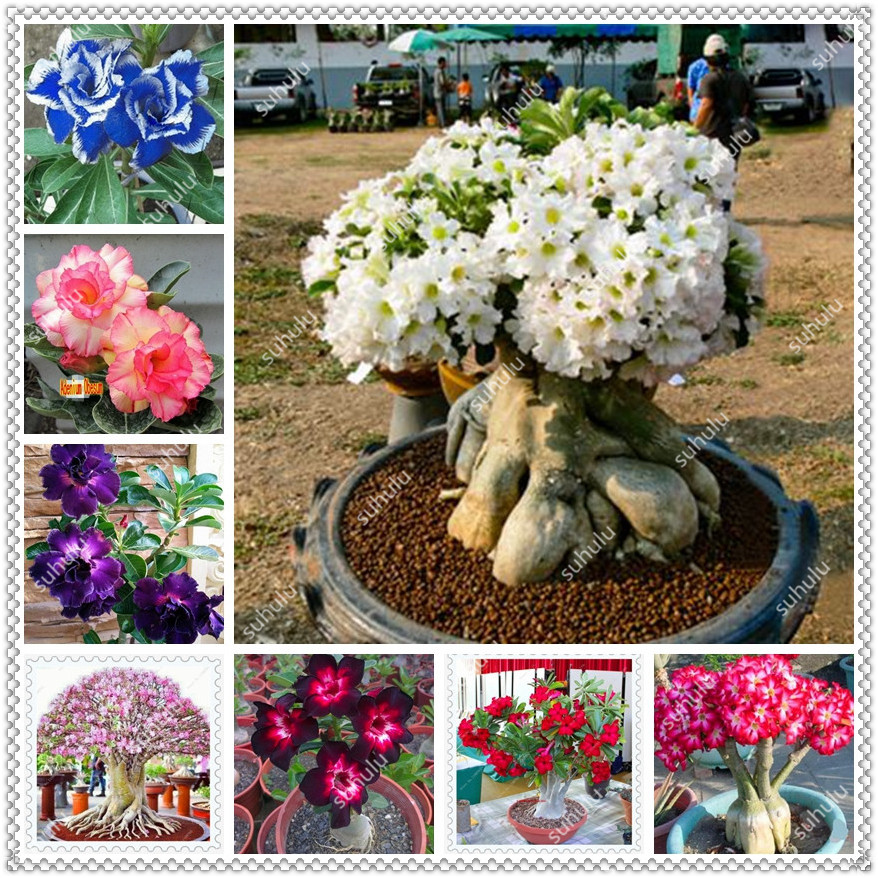 

2 Pcs seeds Desert Rose Bonsai Ornamental Plants Balcony Bonsai Potted Flowers Bonsai Adenium Obesum Flowerpots Mini Tree Plant Natural Growth Variety of Colors