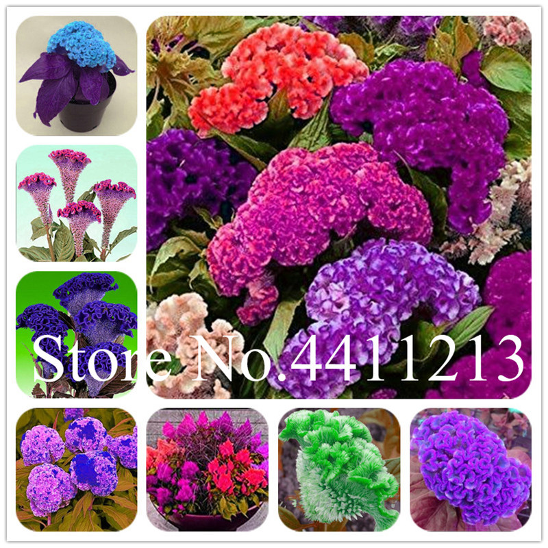 

100 pcs seeds Flower bonsai Celosia cristata, cockscomb flores, plants plantasling for home & garden decoration Planting Season Purify The Air Absorb Harmful Gases