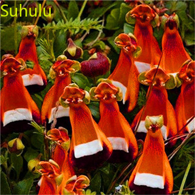 

New Variety 100PCS calceolaria Seeds Garden Indoor Flowers Balcony & Courtyard Purifying Air Bonsai Plant Wedding Decoration