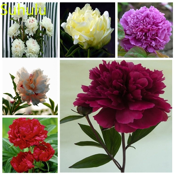 

10pcs Peony Seeds Garden Indoor Flowers Balcony & Courtyard Bonsai Plant High Quality Beautifying And Air Purification