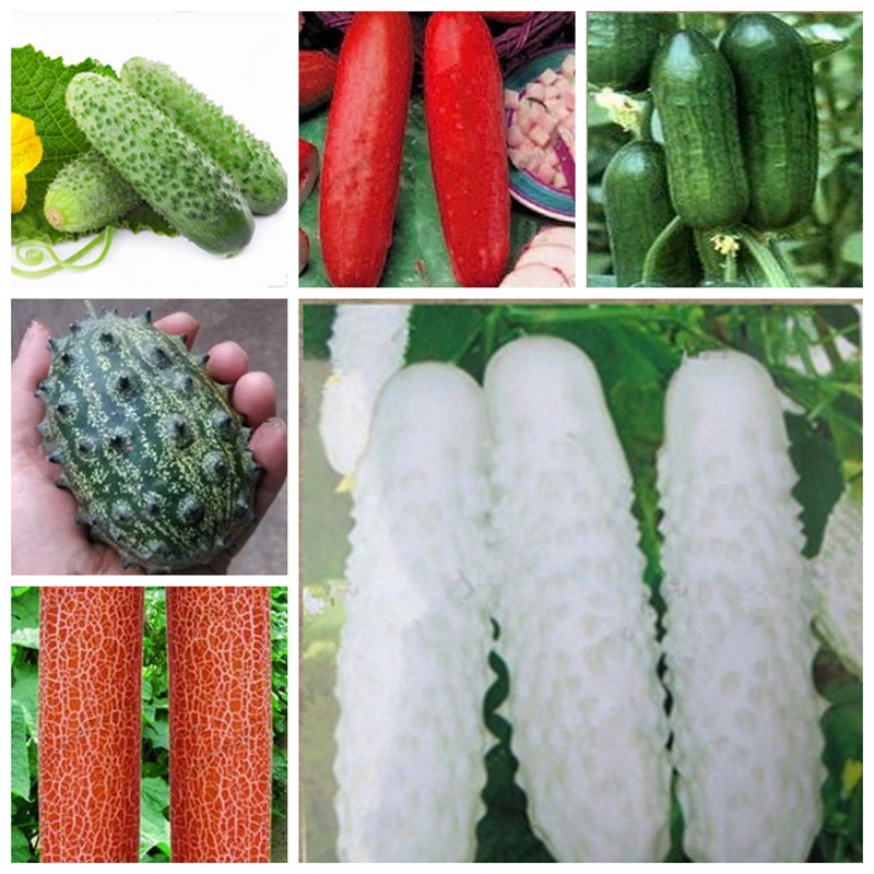 

50 Pcs seeds Japanese Rare White Cucumber Bonsai Organic Vegetable For Home Garden Planting Fruit Decorative Landscaping Aerobic Potted Radiation Protection