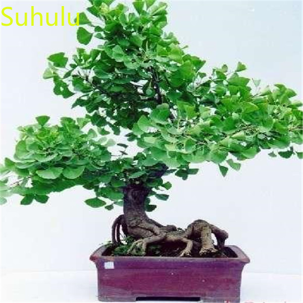 

10PCS Ginkgo Seeds Garden Flower Variety complete Flower Bonsai Plant High Quality Beautifying And Air Purification