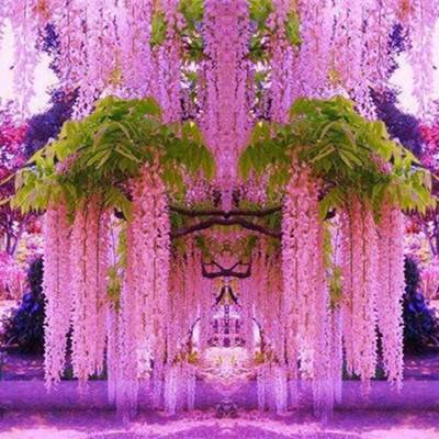 

Garden Decorations 10pcs Wisteria Tree Showy Flower Seeds for Bonsai Plants All for a summer residence Natural Growth Variety of Colors The Germination Rate 95%