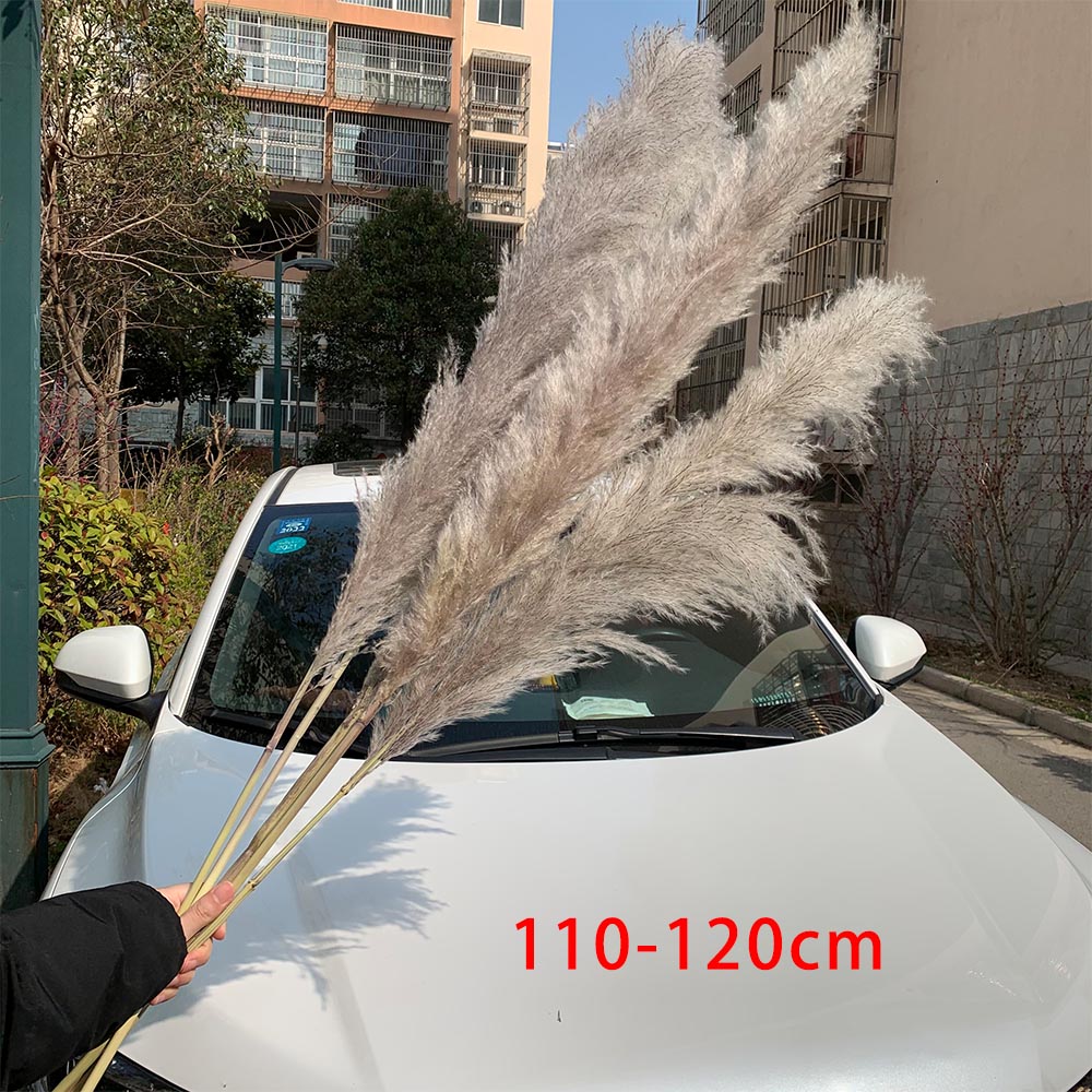 

Extra arge Pampas Grass 120cm Grey/White Coor Fuffy Natura Dried Fowers Bouquet Boho Vintage Stye for Wedding Home Decor, 6pcs grey