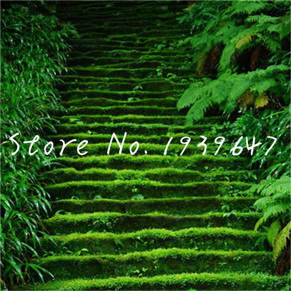 

100 pcs/bag Irish Moss grass plants, Sagina Subulata bonsai, planta, Garden Creative Garnish,Plant Natural Growth Variety of Colors Aerobic Potted Fresh Showy