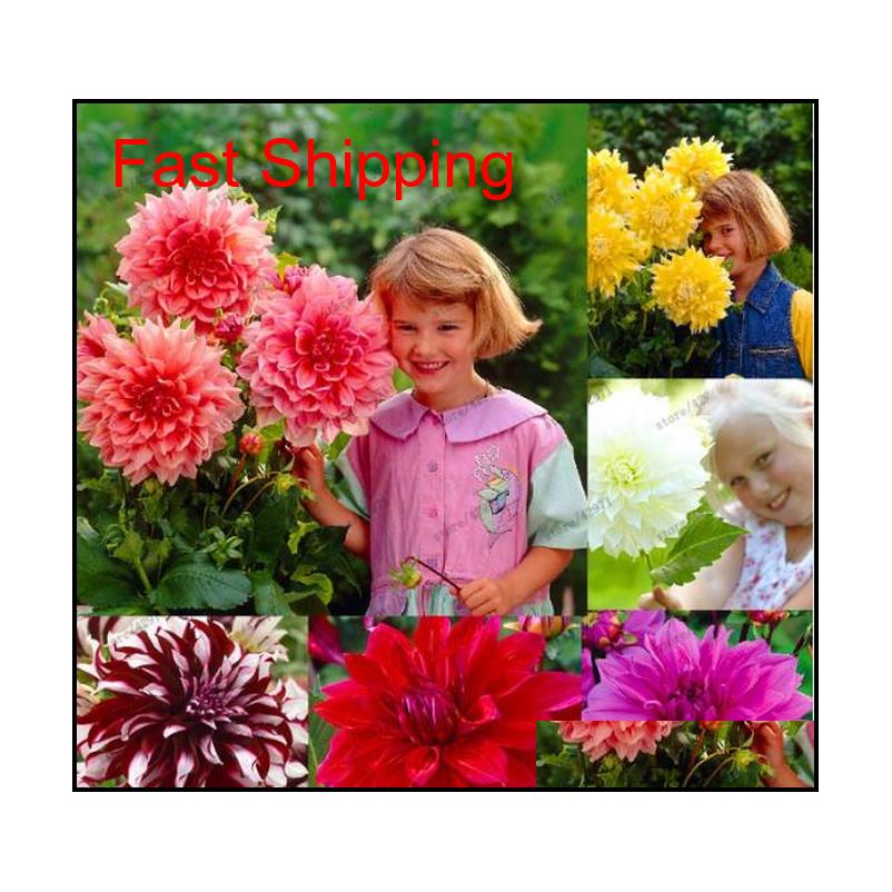 

Other Supplies 50 Pcs Multicolor Seeds Dahlia Flower Bonsai For Home Garden Plant Pot High Sprouting Easy Grow Zch8S Tcogs