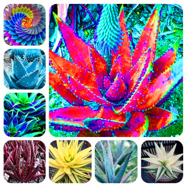 

20Pcs seeds Rainbow Aloe Bonsai Mixed Excellent Succulent Plants Aloe Vera plant Succulentas Rare Flower Home Garden Decor Bonsai Natural Growth Variety of Colors