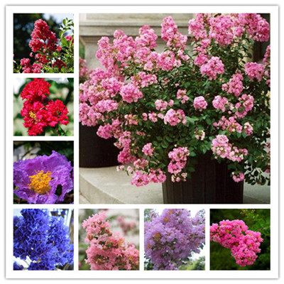 

100pcs seeds crape myrtle tree perennial lagerstromia flower bonsai plant patio home garden Variety of Colors Purify The Air Absorb Harmful Gases Natural Growth
