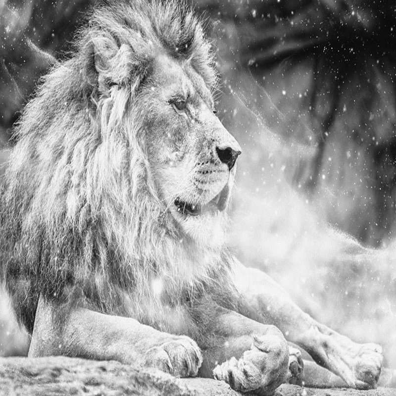 

Custom Photo Size 3D Mural Wallpaper Black White Lion Painting Living Room TV Sofa Bedroom Home Decor Waterproof, Grey