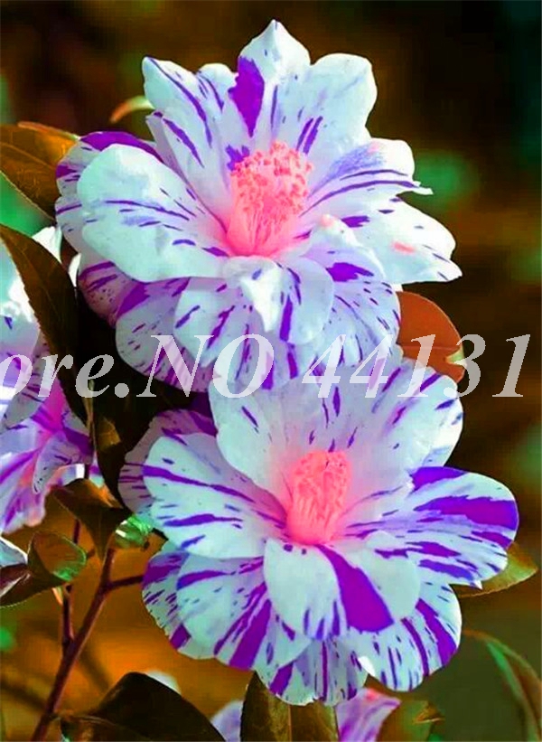 

2 pcs seeds / bag Desert Rose Bonsai Garden Home Pot Balcony Flower Adenium Obesum Bonsai Flowerpots Plant Natural Growth Variety of Colors Aerobic Potted