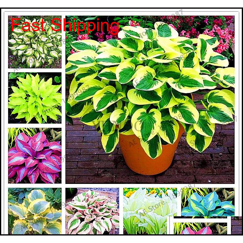 

Other Supplies Patio, Lawn & Garden150Pcs/Bag Beautiful Perennials Lily Shade Hosta Flower Grass Seeds Ornamental Plants Home Garden Drop De