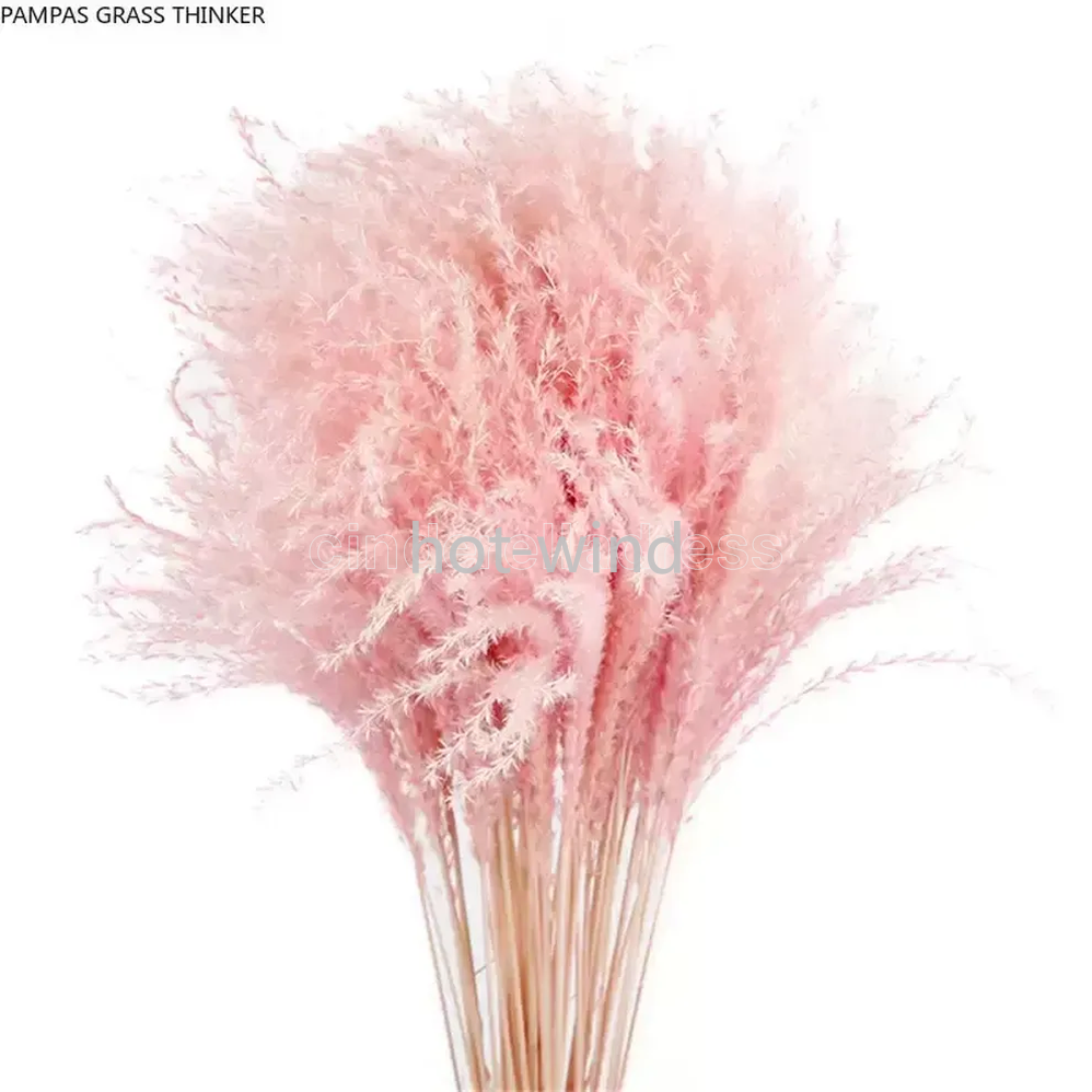 

Pampas Grass Thinker Colorful Natural Light Pink Wedding Pampas Flowers Valentines Day Gift Natural Dried Reed Flower Bouquets White Gifts EE
