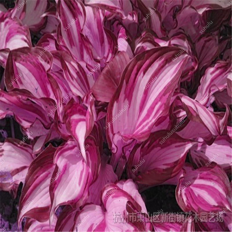

100 pcs Hosta seeds Planting Season Variety of Colors Garden Supplies Fast Growing Sementes mini jardim Beautifying And Air Purification Natural Growth