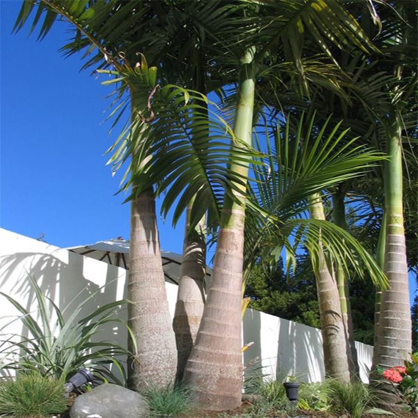 

Garden Decorations 10pcs Bottle Palm Tree Flower Seeds Bonsai Absorb Formal237c