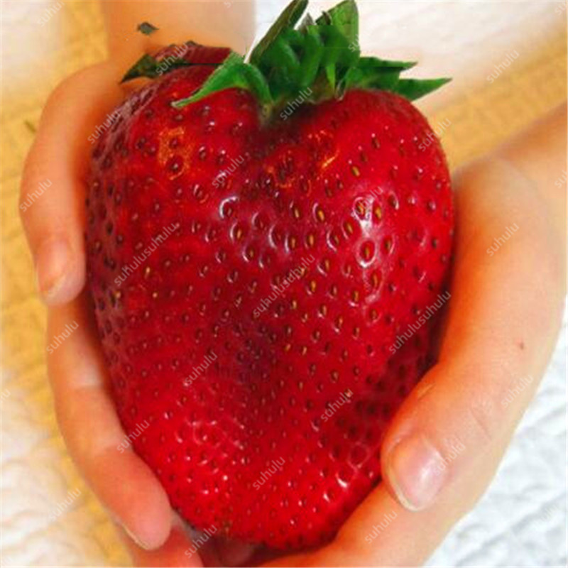 

100 pcs Strawberry seeds Organic Non-GMO Delicious Tasty Natural Growth Variety of Colors Garden Supplies Fast Growing Planting Season Decorative Landscaping
