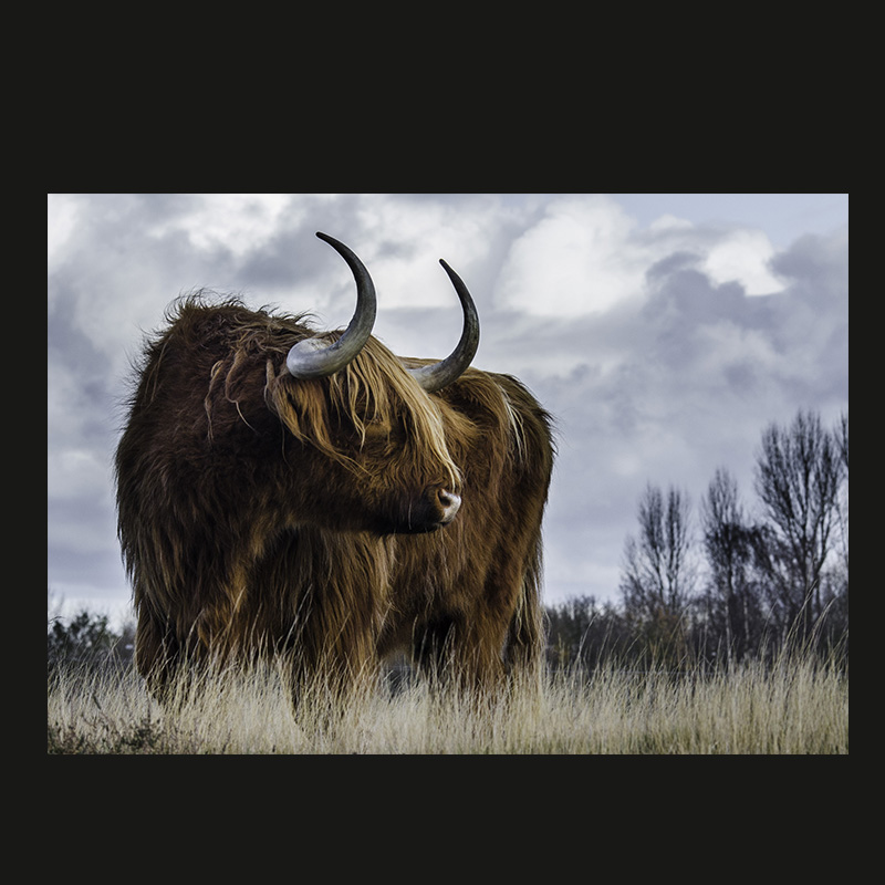 

Abstract Highland  Cattle Wild Animal Canvas Art Painting Nordic Posters and Prints Cuadros Wall Art Picture for Living Room