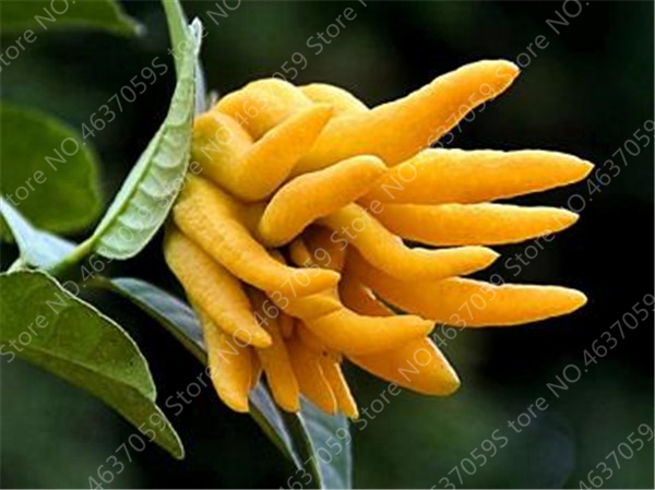 

50 Pcs seeds Bergamot Bonsai Plants, Family Potted ,Gold Buddha Hand, Purify Air,Outdoor Yellow Gold Melon Good Tasty Succulent Fruit Natural Growth Variety of Colors