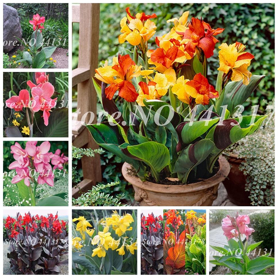 

200 pcs Seeds Dwarf Bonsai Canna Lily Outdoor Tropical Bronze Scarlet Foliage Perennial Blooming Potted Plants For Home Garden Sup294S