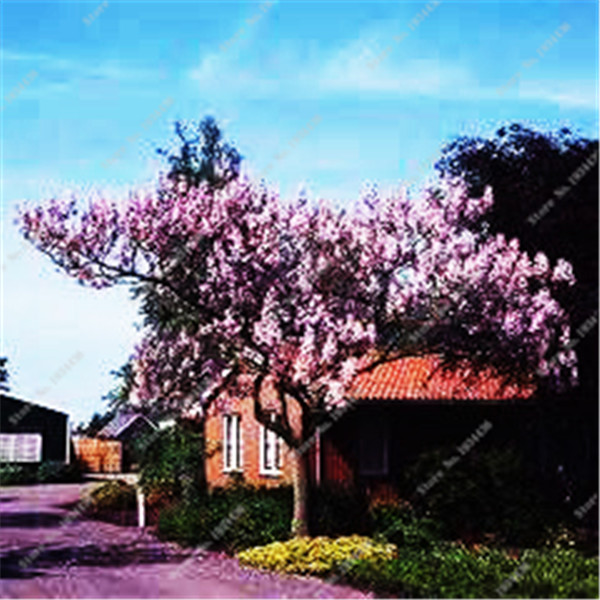

100 Pcs Paulownia seeds Fast Growing Planting Season Natural Growth All for a summer residence Variety of Colors Aerobic Potted Purify The Air Absorb Harmful Gases