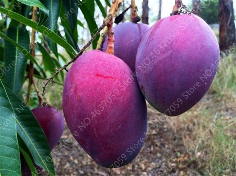 

2 Pcs/ Bag Bonsai Mango Mini Mangifera Indica Potted Tree Plant Organic Fruits & Vegetables Planta Pot For Home Garden Planting The Budding Rate 98% Aerobic Potted