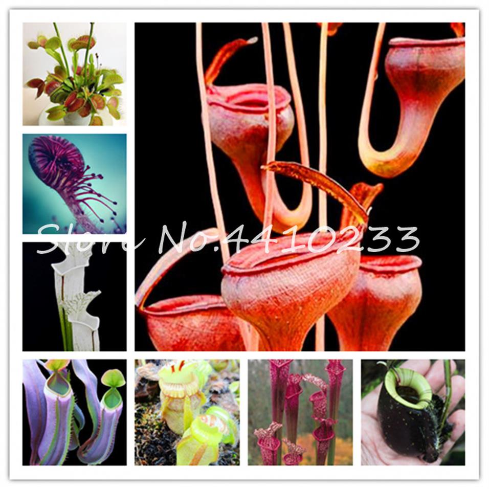 

New Arrival Flytrap Bonsai Dionaea Muscipula Giant Clip Venus Novelty Plants Fresh Cordyceps Carnivorous Plant 100 Pcs grass see212Z