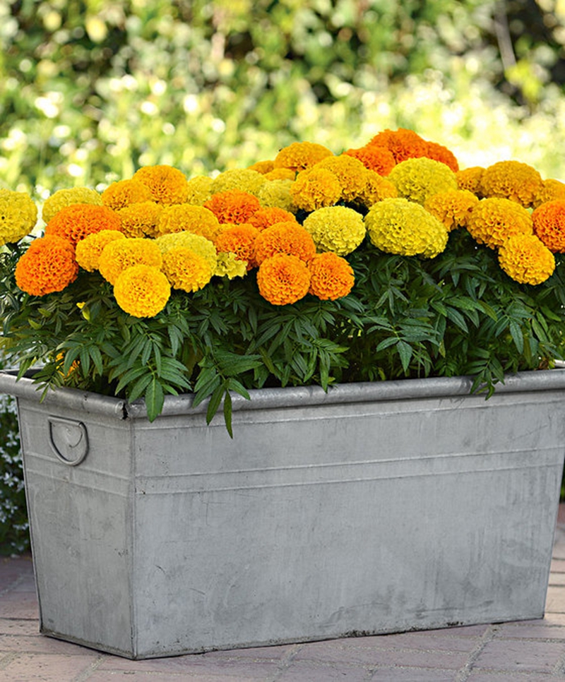 

100 pcs seeds Rare Bonsai Marigold Chrysanthemum Flower Four Season Courtyard for Home Garden Pot Decorative Landscaping Aerobic Potted Radiation Protection