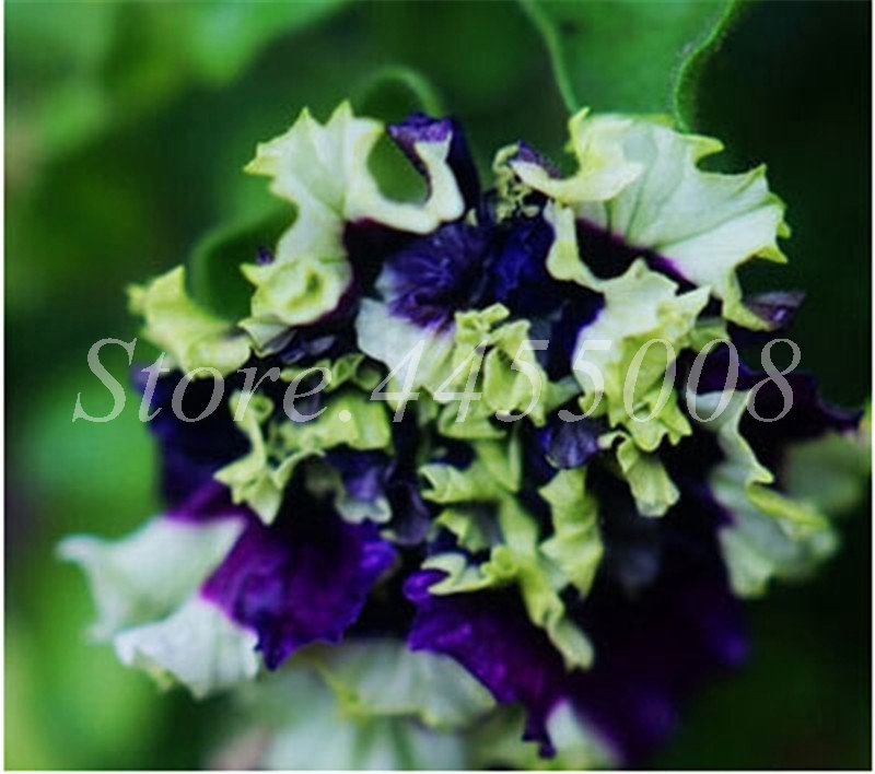 

100 pcs seeds / bag Bonsai Petals Petunia Flower Color Morning Glory Potted Perennial Flore Planta Home Garden Plants Natural Growth Variety of Colors Aerobic Potted