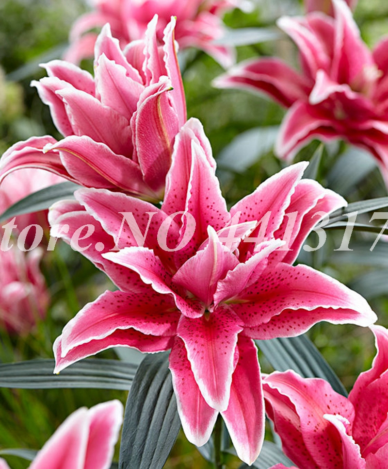 

100 pcs seeds / bag Color Special Lily flower Plant Potted Bonsai Flower plants For Home Garden Purify Indoor Air Natural Growth Variety of Colors Aerobic Potted