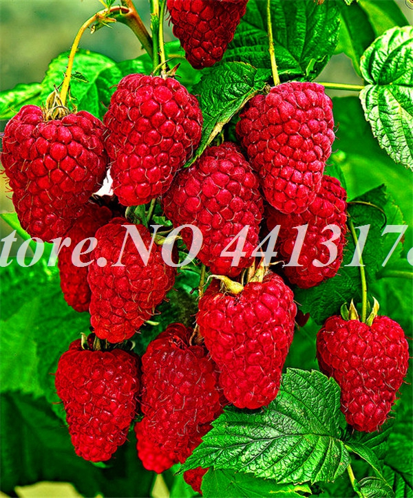 

100 Pcs seeds Bonsai Raspberry Colors Raspberry Fruit For Flower Pots Planters Home Garden Potted Plants Easy To Grow Natural Growth Variety of Colors Aerobic Potted