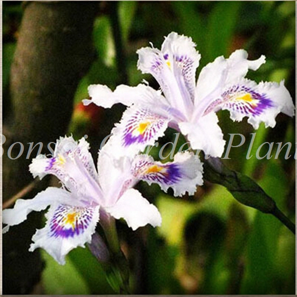

100 Pcs seeds Rare Orchid Flower Iris Orchids Indoor Plants Beautiful Home Garden Planter Bonsai Flowers Planting Natural Growth Variety of Colors Aerobic Potted
