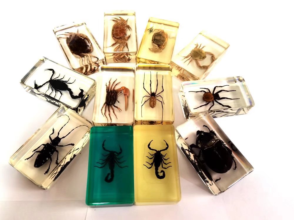

12 pcs real mixed crab scorpion spider fashion insect jewelry paperweight