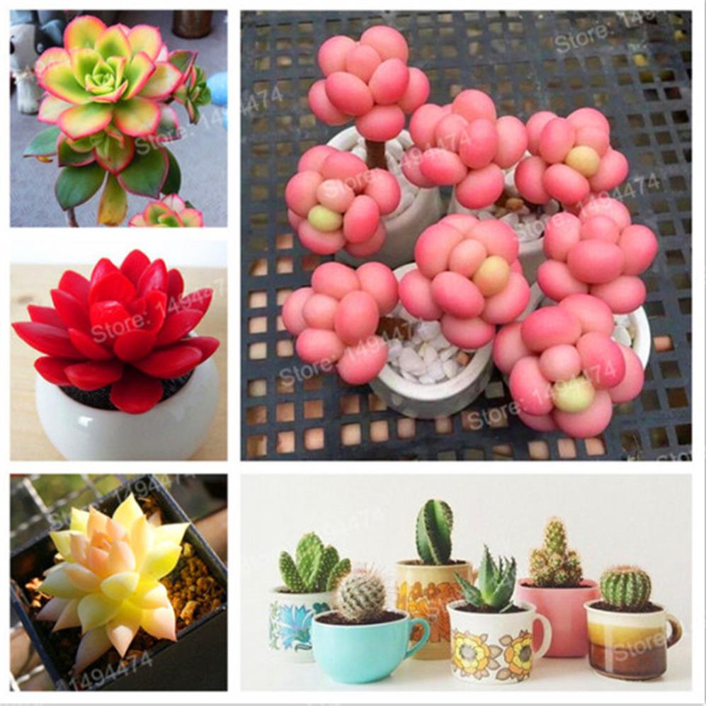 

200pcs bag Mix Succulent Plant Seeds Cactus Flower Lithops Pseudotruncatella Office Bonsai plants Seeds for home & garden255Y