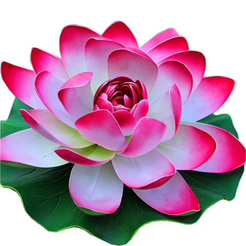 

5 Pcs Lotus seeds Natural Growth Aerobic Potted Radiation Protection Variety of Colors Purify The Air Absorb Harmful Gases Garden Supplies Planting Season