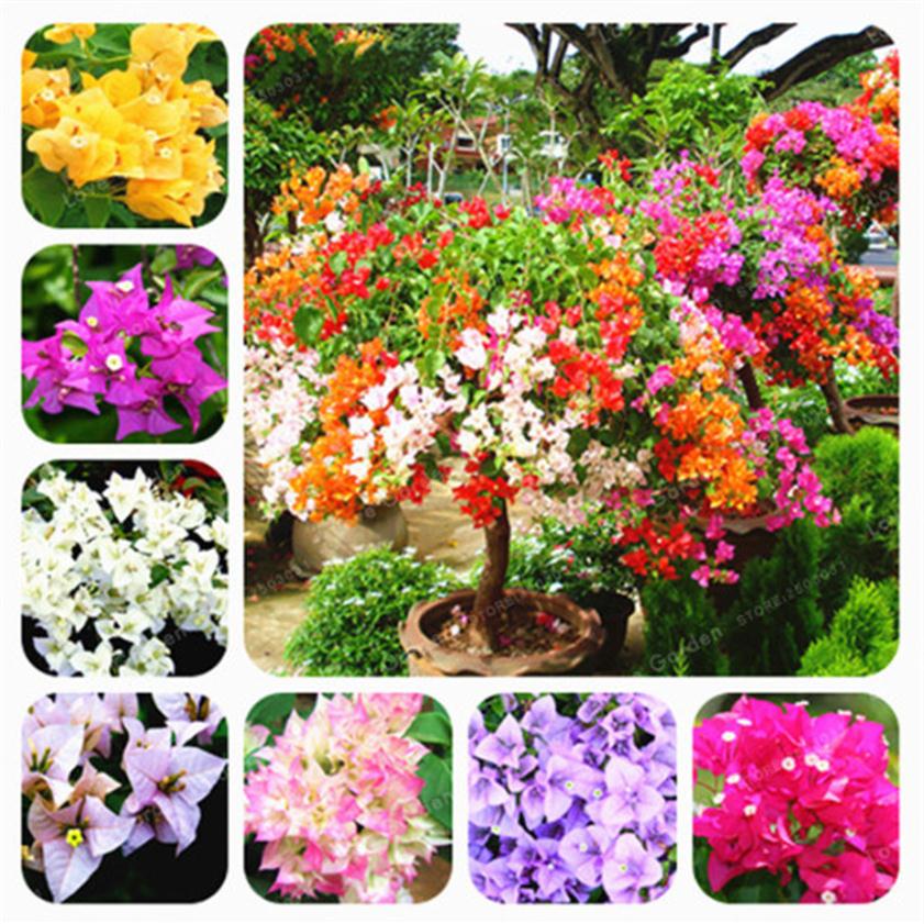 

100 Pcs Bag Mixed Bougainvillea Seeds Perennial Flower Colorful Bougainvillea Spectabilis Willd Seeds Garden Bonsai Pot Plants298c