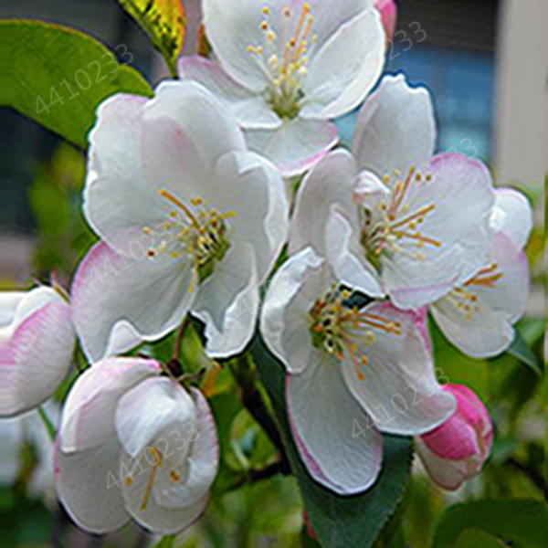

100 pcs seeds / bag Exotic Coleus Bonsai Flowers Potted Garden Courtyard Balcony Colors Begonia Plants Easy Grow Natural Growth Variety of Colors Aerobic Potted
