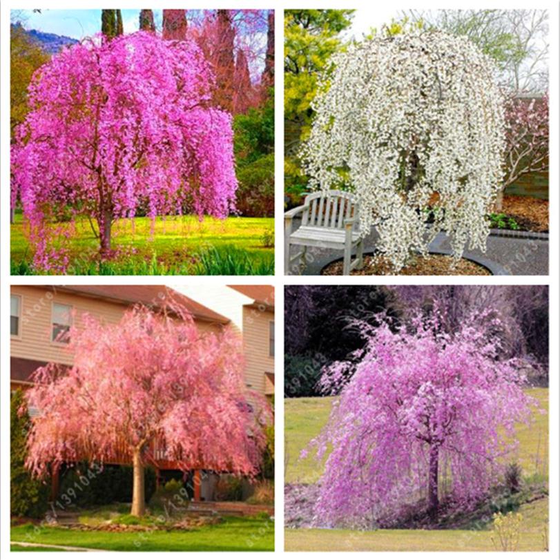 

10 Pcs Mixed Japanese Bonsai Sakura Tree Seeds Weeping Cherry Tree Diy Home Garden Dwarf Sakura Beautiful Flowe301g
