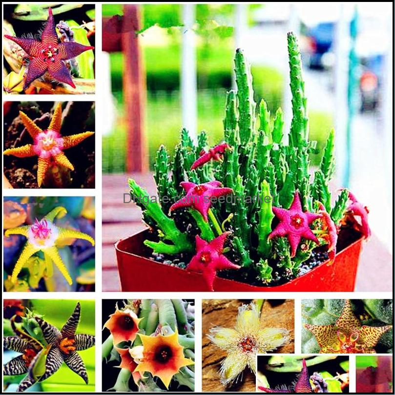 

Other Garden Supplies Patio Lawn Home Stapelia Pchella Seeds Lithops Mix Succents Stone Cactus Rare For Flower Bonsai Plants-100 Pcs Drop