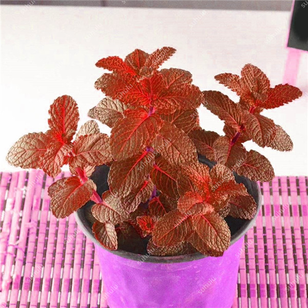 

100 pcs herb seeds Fast Growing Natural Growth Variety of Colors Aerobic Potted Planting Season Purify The Air Absorb Harmful Gases The Germination Rate 98%