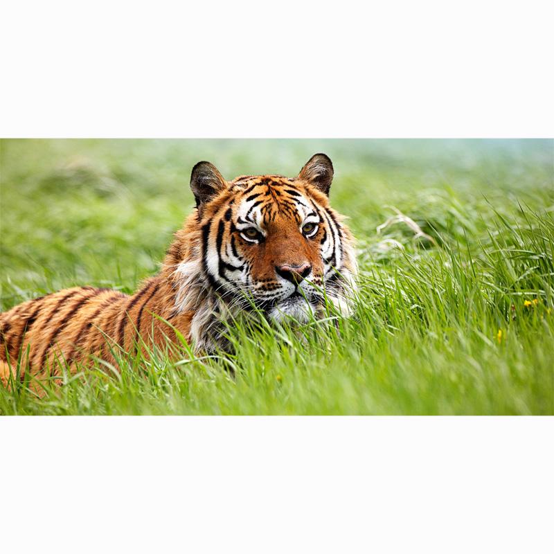 

Towel Tiger Microfiber Women Bath Beach Drying Washcloth Pool Shower Spa GYM Towels For Lady 70*140cm