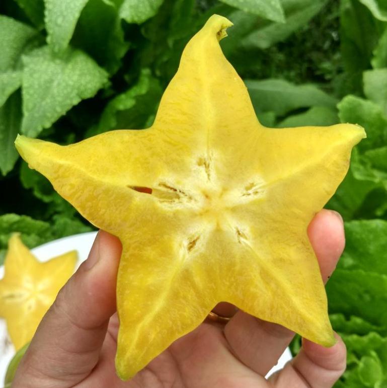 

Organic 20pcs seeds / bag Imported Carambola Bonsais Star Fruit Tree Shrub Fruit Edible Starfruit for Home Garden Flower Pot Decorative Landscaping Aerobic Potted