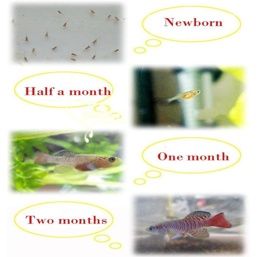 

2021 Water Plus Soil Hatch Out Fishes Medaka Killifish Eggs Top Magic Living Animal Growing Live Christmas Toys Novelties 20 Eggs/320O