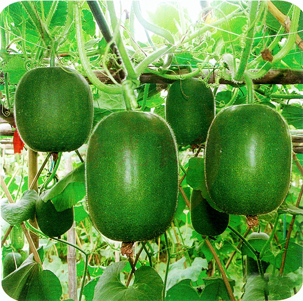 

20 PCS seeds Vegetable Winter Melon Bonsai Wax Gourd (Asian vegetable) Garden Decor Plant Natural Growth Variety of Colors Aerobic Potted Fresh Showy Organic Non-GMO